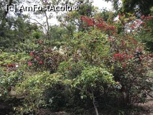 [P40] Grădina botanică din Funchal » foto by nicole33
 - 
<span class="allrVoted glyphicon glyphicon-heart hidden" id="av1497753"></span>
<a class="m-l-10 hidden" id="sv1497753" onclick="voting_Foto_DelVot(,1497753,4289)" role="button">șterge vot <span class="glyphicon glyphicon-remove"></span></a>
<a id="v91497753" class=" c-red"  onclick="voting_Foto_SetVot(1497753)" role="button"><span class="glyphicon glyphicon-heart-empty"></span> <b>LIKE</b> = Votează poza</a> <img class="hidden"  id="f1497753W9" src="/imagini/loader.gif" border="0" /><span class="AjErrMes hidden" id="e1497753ErM"></span>