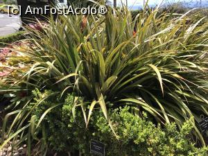 [P45] Grădina botanică din Funchal » foto by nicole33
 - 
<span class="allrVoted glyphicon glyphicon-heart hidden" id="av1497758"></span>
<a class="m-l-10 hidden" id="sv1497758" onclick="voting_Foto_DelVot(,1497758,4289)" role="button">șterge vot <span class="glyphicon glyphicon-remove"></span></a>
<a id="v91497758" class=" c-red"  onclick="voting_Foto_SetVot(1497758)" role="button"><span class="glyphicon glyphicon-heart-empty"></span> <b>LIKE</b> = Votează poza</a> <img class="hidden"  id="f1497758W9" src="/imagini/loader.gif" border="0" /><span class="AjErrMes hidden" id="e1497758ErM"></span>