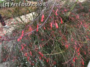 [P46] Grădina botanică din Funchal » foto by nicole33
 - 
<span class="allrVoted glyphicon glyphicon-heart hidden" id="av1497759"></span>
<a class="m-l-10 hidden" id="sv1497759" onclick="voting_Foto_DelVot(,1497759,4289)" role="button">șterge vot <span class="glyphicon glyphicon-remove"></span></a>
<a id="v91497759" class=" c-red"  onclick="voting_Foto_SetVot(1497759)" role="button"><span class="glyphicon glyphicon-heart-empty"></span> <b>LIKE</b> = Votează poza</a> <img class="hidden"  id="f1497759W9" src="/imagini/loader.gif" border="0" /><span class="AjErrMes hidden" id="e1497759ErM"></span>