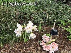 [P47] Grădina botanică din Funchal » foto by nicole33
 - 
<span class="allrVoted glyphicon glyphicon-heart hidden" id="av1497760"></span>
<a class="m-l-10 hidden" id="sv1497760" onclick="voting_Foto_DelVot(,1497760,4289)" role="button">șterge vot <span class="glyphicon glyphicon-remove"></span></a>
<a id="v91497760" class=" c-red"  onclick="voting_Foto_SetVot(1497760)" role="button"><span class="glyphicon glyphicon-heart-empty"></span> <b>LIKE</b> = Votează poza</a> <img class="hidden"  id="f1497760W9" src="/imagini/loader.gif" border="0" /><span class="AjErrMes hidden" id="e1497760ErM"></span>