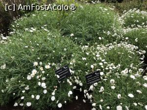 [P51] Grădina botanică din Funchal » foto by nicole33
 - 
<span class="allrVoted glyphicon glyphicon-heart hidden" id="av1497764"></span>
<a class="m-l-10 hidden" id="sv1497764" onclick="voting_Foto_DelVot(,1497764,4289)" role="button">șterge vot <span class="glyphicon glyphicon-remove"></span></a>
<a id="v91497764" class=" c-red"  onclick="voting_Foto_SetVot(1497764)" role="button"><span class="glyphicon glyphicon-heart-empty"></span> <b>LIKE</b> = Votează poza</a> <img class="hidden"  id="f1497764W9" src="/imagini/loader.gif" border="0" /><span class="AjErrMes hidden" id="e1497764ErM"></span>