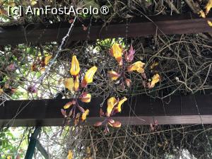 [P52] Grădina botanică din Funchal » foto by nicole33
 - 
<span class="allrVoted glyphicon glyphicon-heart hidden" id="av1497765"></span>
<a class="m-l-10 hidden" id="sv1497765" onclick="voting_Foto_DelVot(,1497765,4289)" role="button">șterge vot <span class="glyphicon glyphicon-remove"></span></a>
<a id="v91497765" class=" c-red"  onclick="voting_Foto_SetVot(1497765)" role="button"><span class="glyphicon glyphicon-heart-empty"></span> <b>LIKE</b> = Votează poza</a> <img class="hidden"  id="f1497765W9" src="/imagini/loader.gif" border="0" /><span class="AjErrMes hidden" id="e1497765ErM"></span>