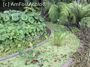 [P53] Grădina botanică din Funchal - iaz cu broscuţe » foto by nicole33
 - 
<span class="allrVoted glyphicon glyphicon-heart hidden" id="av1497766"></span>
<a class="m-l-10 hidden" id="sv1497766" onclick="voting_Foto_DelVot(,1497766,4289)" role="button">șterge vot <span class="glyphicon glyphicon-remove"></span></a>
<a id="v91497766" class=" c-red"  onclick="voting_Foto_SetVot(1497766)" role="button"><span class="glyphicon glyphicon-heart-empty"></span> <b>LIKE</b> = Votează poza</a> <img class="hidden"  id="f1497766W9" src="/imagini/loader.gif" border="0" /><span class="AjErrMes hidden" id="e1497766ErM"></span>