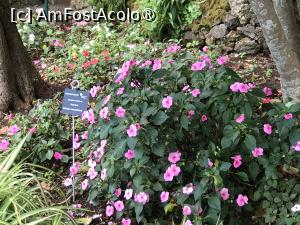 [P54] Grădina botanică din Funchal » foto by nicole33
 - 
<span class="allrVoted glyphicon glyphicon-heart hidden" id="av1497767"></span>
<a class="m-l-10 hidden" id="sv1497767" onclick="voting_Foto_DelVot(,1497767,4289)" role="button">șterge vot <span class="glyphicon glyphicon-remove"></span></a>
<a id="v91497767" class=" c-red"  onclick="voting_Foto_SetVot(1497767)" role="button"><span class="glyphicon glyphicon-heart-empty"></span> <b>LIKE</b> = Votează poza</a> <img class="hidden"  id="f1497767W9" src="/imagini/loader.gif" border="0" /><span class="AjErrMes hidden" id="e1497767ErM"></span>