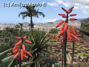 [P55] Grădina botanică din Funchal şi oraşul » foto by nicole33
 - 
<span class="allrVoted glyphicon glyphicon-heart hidden" id="av1497768"></span>
<a class="m-l-10 hidden" id="sv1497768" onclick="voting_Foto_DelVot(,1497768,4289)" role="button">șterge vot <span class="glyphicon glyphicon-remove"></span></a>
<a id="v91497768" class=" c-red"  onclick="voting_Foto_SetVot(1497768)" role="button"><span class="glyphicon glyphicon-heart-empty"></span> <b>LIKE</b> = Votează poza</a> <img class="hidden"  id="f1497768W9" src="/imagini/loader.gif" border="0" /><span class="AjErrMes hidden" id="e1497768ErM"></span>