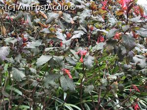 [P56] Grădina botanică din Funchal » foto by nicole33
 - 
<span class="allrVoted glyphicon glyphicon-heart hidden" id="av1497769"></span>
<a class="m-l-10 hidden" id="sv1497769" onclick="voting_Foto_DelVot(,1497769,4289)" role="button">șterge vot <span class="glyphicon glyphicon-remove"></span></a>
<a id="v91497769" class=" c-red"  onclick="voting_Foto_SetVot(1497769)" role="button"><span class="glyphicon glyphicon-heart-empty"></span> <b>LIKE</b> = Votează poza</a> <img class="hidden"  id="f1497769W9" src="/imagini/loader.gif" border="0" /><span class="AjErrMes hidden" id="e1497769ErM"></span>