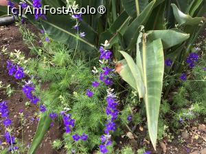 [P57] Grădina botanică din Funchal » foto by nicole33
 - 
<span class="allrVoted glyphicon glyphicon-heart hidden" id="av1497770"></span>
<a class="m-l-10 hidden" id="sv1497770" onclick="voting_Foto_DelVot(,1497770,4289)" role="button">șterge vot <span class="glyphicon glyphicon-remove"></span></a>
<a id="v91497770" class=" c-red"  onclick="voting_Foto_SetVot(1497770)" role="button"><span class="glyphicon glyphicon-heart-empty"></span> <b>LIKE</b> = Votează poza</a> <img class="hidden"  id="f1497770W9" src="/imagini/loader.gif" border="0" /><span class="AjErrMes hidden" id="e1497770ErM"></span>