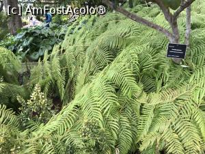 [P60] Grădina botanică din Funchal » foto by nicole33
 - 
<span class="allrVoted glyphicon glyphicon-heart hidden" id="av1497773"></span>
<a class="m-l-10 hidden" id="sv1497773" onclick="voting_Foto_DelVot(,1497773,4289)" role="button">șterge vot <span class="glyphicon glyphicon-remove"></span></a>
<a id="v91497773" class=" c-red"  onclick="voting_Foto_SetVot(1497773)" role="button"><span class="glyphicon glyphicon-heart-empty"></span> <b>LIKE</b> = Votează poza</a> <img class="hidden"  id="f1497773W9" src="/imagini/loader.gif" border="0" /><span class="AjErrMes hidden" id="e1497773ErM"></span>