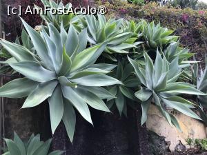 [P62] Grădina botanică din Funchal » foto by nicole33
 - 
<span class="allrVoted glyphicon glyphicon-heart hidden" id="av1497775"></span>
<a class="m-l-10 hidden" id="sv1497775" onclick="voting_Foto_DelVot(,1497775,4289)" role="button">șterge vot <span class="glyphicon glyphicon-remove"></span></a>
<a id="v91497775" class=" c-red"  onclick="voting_Foto_SetVot(1497775)" role="button"><span class="glyphicon glyphicon-heart-empty"></span> <b>LIKE</b> = Votează poza</a> <img class="hidden"  id="f1497775W9" src="/imagini/loader.gif" border="0" /><span class="AjErrMes hidden" id="e1497775ErM"></span>