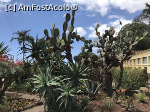 [P63] Grădina botanică din Funchal » foto by nicole33
 - 
<span class="allrVoted glyphicon glyphicon-heart hidden" id="av1497776"></span>
<a class="m-l-10 hidden" id="sv1497776" onclick="voting_Foto_DelVot(,1497776,4289)" role="button">șterge vot <span class="glyphicon glyphicon-remove"></span></a>
<a id="v91497776" class=" c-red"  onclick="voting_Foto_SetVot(1497776)" role="button"><span class="glyphicon glyphicon-heart-empty"></span> <b>LIKE</b> = Votează poza</a> <img class="hidden"  id="f1497776W9" src="/imagini/loader.gif" border="0" /><span class="AjErrMes hidden" id="e1497776ErM"></span>