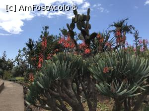 [P64] Grădina botanică din Funchal » foto by nicole33
 - 
<span class="allrVoted glyphicon glyphicon-heart hidden" id="av1497777"></span>
<a class="m-l-10 hidden" id="sv1497777" onclick="voting_Foto_DelVot(,1497777,4289)" role="button">șterge vot <span class="glyphicon glyphicon-remove"></span></a>
<a id="v91497777" class=" c-red"  onclick="voting_Foto_SetVot(1497777)" role="button"><span class="glyphicon glyphicon-heart-empty"></span> <b>LIKE</b> = Votează poza</a> <img class="hidden"  id="f1497777W9" src="/imagini/loader.gif" border="0" /><span class="AjErrMes hidden" id="e1497777ErM"></span>