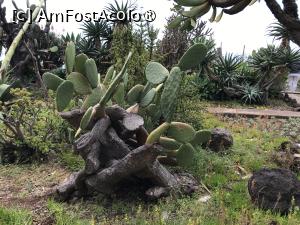 [P66] Grădina botanică din Funchal » foto by nicole33
 - 
<span class="allrVoted glyphicon glyphicon-heart hidden" id="av1497779"></span>
<a class="m-l-10 hidden" id="sv1497779" onclick="voting_Foto_DelVot(,1497779,4289)" role="button">șterge vot <span class="glyphicon glyphicon-remove"></span></a>
<a id="v91497779" class=" c-red"  onclick="voting_Foto_SetVot(1497779)" role="button"><span class="glyphicon glyphicon-heart-empty"></span> <b>LIKE</b> = Votează poza</a> <img class="hidden"  id="f1497779W9" src="/imagini/loader.gif" border="0" /><span class="AjErrMes hidden" id="e1497779ErM"></span>