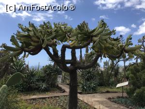 [P67] Grădina botanică din Funchal » foto by nicole33
 - 
<span class="allrVoted glyphicon glyphicon-heart hidden" id="av1497780"></span>
<a class="m-l-10 hidden" id="sv1497780" onclick="voting_Foto_DelVot(,1497780,4289)" role="button">șterge vot <span class="glyphicon glyphicon-remove"></span></a>
<a id="v91497780" class=" c-red"  onclick="voting_Foto_SetVot(1497780)" role="button"><span class="glyphicon glyphicon-heart-empty"></span> <b>LIKE</b> = Votează poza</a> <img class="hidden"  id="f1497780W9" src="/imagini/loader.gif" border="0" /><span class="AjErrMes hidden" id="e1497780ErM"></span>