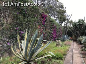 [P68] Grădina botanică din Funchal » foto by nicole33
 - 
<span class="allrVoted glyphicon glyphicon-heart hidden" id="av1497781"></span>
<a class="m-l-10 hidden" id="sv1497781" onclick="voting_Foto_DelVot(,1497781,4289)" role="button">șterge vot <span class="glyphicon glyphicon-remove"></span></a>
<a id="v91497781" class=" c-red"  onclick="voting_Foto_SetVot(1497781)" role="button"><span class="glyphicon glyphicon-heart-empty"></span> <b>LIKE</b> = Votează poza</a> <img class="hidden"  id="f1497781W9" src="/imagini/loader.gif" border="0" /><span class="AjErrMes hidden" id="e1497781ErM"></span>