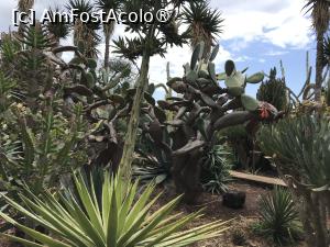 [P69] Grădina botanică din Funchal » foto by nicole33
 - 
<span class="allrVoted glyphicon glyphicon-heart hidden" id="av1497782"></span>
<a class="m-l-10 hidden" id="sv1497782" onclick="voting_Foto_DelVot(,1497782,4289)" role="button">șterge vot <span class="glyphicon glyphicon-remove"></span></a>
<a id="v91497782" class=" c-red"  onclick="voting_Foto_SetVot(1497782)" role="button"><span class="glyphicon glyphicon-heart-empty"></span> <b>LIKE</b> = Votează poza</a> <img class="hidden"  id="f1497782W9" src="/imagini/loader.gif" border="0" /><span class="AjErrMes hidden" id="e1497782ErM"></span>