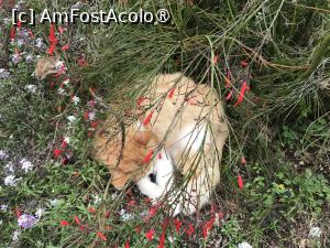 [P07] Grădina botanică din Funchal - pisicuţă frumoasă » foto by nicole33
 - 
<span class="allrVoted glyphicon glyphicon-heart hidden" id="av1497720"></span>
<a class="m-l-10 hidden" id="sv1497720" onclick="voting_Foto_DelVot(,1497720,4289)" role="button">șterge vot <span class="glyphicon glyphicon-remove"></span></a>
<a id="v91497720" class=" c-red"  onclick="voting_Foto_SetVot(1497720)" role="button"><span class="glyphicon glyphicon-heart-empty"></span> <b>LIKE</b> = Votează poza</a> <img class="hidden"  id="f1497720W9" src="/imagini/loader.gif" border="0" /><span class="AjErrMes hidden" id="e1497720ErM"></span>