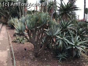 [P70] Grădina botanică din Funchal » foto by nicole33
 - 
<span class="allrVoted glyphicon glyphicon-heart hidden" id="av1497783"></span>
<a class="m-l-10 hidden" id="sv1497783" onclick="voting_Foto_DelVot(,1497783,4289)" role="button">șterge vot <span class="glyphicon glyphicon-remove"></span></a>
<a id="v91497783" class=" c-red"  onclick="voting_Foto_SetVot(1497783)" role="button"><span class="glyphicon glyphicon-heart-empty"></span> <b>LIKE</b> = Votează poza</a> <img class="hidden"  id="f1497783W9" src="/imagini/loader.gif" border="0" /><span class="AjErrMes hidden" id="e1497783ErM"></span>