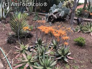 [P72] Grădina botanică din Funchal » foto by nicole33
 - 
<span class="allrVoted glyphicon glyphicon-heart hidden" id="av1497785"></span>
<a class="m-l-10 hidden" id="sv1497785" onclick="voting_Foto_DelVot(,1497785,4289)" role="button">șterge vot <span class="glyphicon glyphicon-remove"></span></a>
<a id="v91497785" class=" c-red"  onclick="voting_Foto_SetVot(1497785)" role="button"><span class="glyphicon glyphicon-heart-empty"></span> <b>LIKE</b> = Votează poza</a> <img class="hidden"  id="f1497785W9" src="/imagini/loader.gif" border="0" /><span class="AjErrMes hidden" id="e1497785ErM"></span>