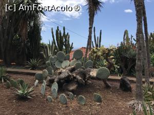 [P73] Grădina botanică din Funchal » foto by nicole33
 - 
<span class="allrVoted glyphicon glyphicon-heart hidden" id="av1497786"></span>
<a class="m-l-10 hidden" id="sv1497786" onclick="voting_Foto_DelVot(,1497786,4289)" role="button">șterge vot <span class="glyphicon glyphicon-remove"></span></a>
<a id="v91497786" class=" c-red"  onclick="voting_Foto_SetVot(1497786)" role="button"><span class="glyphicon glyphicon-heart-empty"></span> <b>LIKE</b> = Votează poza</a> <img class="hidden"  id="f1497786W9" src="/imagini/loader.gif" border="0" /><span class="AjErrMes hidden" id="e1497786ErM"></span>