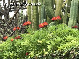 [P75] Grădina botanică din Funchal » foto by nicole33
 - 
<span class="allrVoted glyphicon glyphicon-heart hidden" id="av1497788"></span>
<a class="m-l-10 hidden" id="sv1497788" onclick="voting_Foto_DelVot(,1497788,4289)" role="button">șterge vot <span class="glyphicon glyphicon-remove"></span></a>
<a id="v91497788" class=" c-red"  onclick="voting_Foto_SetVot(1497788)" role="button"><span class="glyphicon glyphicon-heart-empty"></span> <b>LIKE</b> = Votează poza</a> <img class="hidden"  id="f1497788W9" src="/imagini/loader.gif" border="0" /><span class="AjErrMes hidden" id="e1497788ErM"></span>