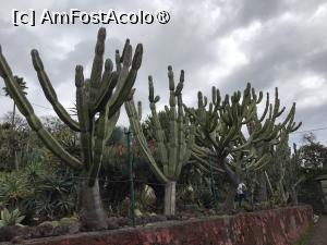 [P76] Grădina botanică din Funchal » foto by nicole33
 - 
<span class="allrVoted glyphicon glyphicon-heart hidden" id="av1497789"></span>
<a class="m-l-10 hidden" id="sv1497789" onclick="voting_Foto_DelVot(,1497789,4289)" role="button">șterge vot <span class="glyphicon glyphicon-remove"></span></a>
<a id="v91497789" class=" c-red"  onclick="voting_Foto_SetVot(1497789)" role="button"><span class="glyphicon glyphicon-heart-empty"></span> <b>LIKE</b> = Votează poza</a> <img class="hidden"  id="f1497789W9" src="/imagini/loader.gif" border="0" /><span class="AjErrMes hidden" id="e1497789ErM"></span>