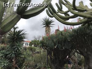 [P77] Grădina botanică din Funchal » foto by nicole33
 - 
<span class="allrVoted glyphicon glyphicon-heart hidden" id="av1497790"></span>
<a class="m-l-10 hidden" id="sv1497790" onclick="voting_Foto_DelVot(,1497790,4289)" role="button">șterge vot <span class="glyphicon glyphicon-remove"></span></a>
<a id="v91497790" class=" c-red"  onclick="voting_Foto_SetVot(1497790)" role="button"><span class="glyphicon glyphicon-heart-empty"></span> <b>LIKE</b> = Votează poza</a> <img class="hidden"  id="f1497790W9" src="/imagini/loader.gif" border="0" /><span class="AjErrMes hidden" id="e1497790ErM"></span>