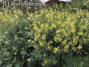 [P78] Grădina botanică din Funchal » foto by nicole33
 - 
<span class="allrVoted glyphicon glyphicon-heart hidden" id="av1497791"></span>
<a class="m-l-10 hidden" id="sv1497791" onclick="voting_Foto_DelVot(,1497791,4289)" role="button">șterge vot <span class="glyphicon glyphicon-remove"></span></a>
<a id="v91497791" class=" c-red"  onclick="voting_Foto_SetVot(1497791)" role="button"><span class="glyphicon glyphicon-heart-empty"></span> <b>LIKE</b> = Votează poza</a> <img class="hidden"  id="f1497791W9" src="/imagini/loader.gif" border="0" /><span class="AjErrMes hidden" id="e1497791ErM"></span>