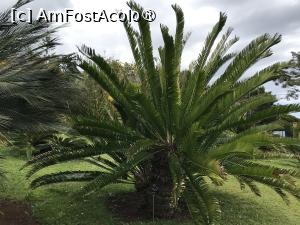 [P83] Grădina botanică din Funchal » foto by nicole33
 - 
<span class="allrVoted glyphicon glyphicon-heart hidden" id="av1497796"></span>
<a class="m-l-10 hidden" id="sv1497796" onclick="voting_Foto_DelVot(,1497796,4289)" role="button">șterge vot <span class="glyphicon glyphicon-remove"></span></a>
<a id="v91497796" class=" c-red"  onclick="voting_Foto_SetVot(1497796)" role="button"><span class="glyphicon glyphicon-heart-empty"></span> <b>LIKE</b> = Votează poza</a> <img class="hidden"  id="f1497796W9" src="/imagini/loader.gif" border="0" /><span class="AjErrMes hidden" id="e1497796ErM"></span>