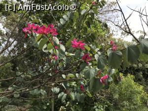 [P85] Grădina botanică din Funchal » foto by nicole33
 - 
<span class="allrVoted glyphicon glyphicon-heart hidden" id="av1497798"></span>
<a class="m-l-10 hidden" id="sv1497798" onclick="voting_Foto_DelVot(,1497798,4289)" role="button">șterge vot <span class="glyphicon glyphicon-remove"></span></a>
<a id="v91497798" class=" c-red"  onclick="voting_Foto_SetVot(1497798)" role="button"><span class="glyphicon glyphicon-heart-empty"></span> <b>LIKE</b> = Votează poza</a> <img class="hidden"  id="f1497798W9" src="/imagini/loader.gif" border="0" /><span class="AjErrMes hidden" id="e1497798ErM"></span>