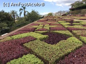 [P86] Grădina botanică din Funchal - covoare de plante » foto by nicole33
 - 
<span class="allrVoted glyphicon glyphicon-heart hidden" id="av1497799"></span>
<a class="m-l-10 hidden" id="sv1497799" onclick="voting_Foto_DelVot(,1497799,4289)" role="button">șterge vot <span class="glyphicon glyphicon-remove"></span></a>
<a id="v91497799" class=" c-red"  onclick="voting_Foto_SetVot(1497799)" role="button"><span class="glyphicon glyphicon-heart-empty"></span> <b>LIKE</b> = Votează poza</a> <img class="hidden"  id="f1497799W9" src="/imagini/loader.gif" border="0" /><span class="AjErrMes hidden" id="e1497799ErM"></span>