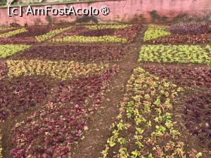 [P87] Grădina botanică din Funchal - covoare de plante » foto by nicole33
 - 
<span class="allrVoted glyphicon glyphicon-heart hidden" id="av1497800"></span>
<a class="m-l-10 hidden" id="sv1497800" onclick="voting_Foto_DelVot(,1497800,4289)" role="button">șterge vot <span class="glyphicon glyphicon-remove"></span></a>
<a id="v91497800" class=" c-red"  onclick="voting_Foto_SetVot(1497800)" role="button"><span class="glyphicon glyphicon-heart-empty"></span> <b>LIKE</b> = Votează poza</a> <img class="hidden"  id="f1497800W9" src="/imagini/loader.gif" border="0" /><span class="AjErrMes hidden" id="e1497800ErM"></span>