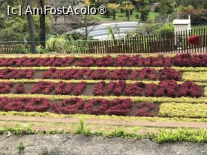 [P95] Grădina botanică din Funchal - covoare de plante » foto by nicole33
 - 
<span class="allrVoted glyphicon glyphicon-heart hidden" id="av1497808"></span>
<a class="m-l-10 hidden" id="sv1497808" onclick="voting_Foto_DelVot(,1497808,4289)" role="button">șterge vot <span class="glyphicon glyphicon-remove"></span></a>
<a id="v91497808" class=" c-red"  onclick="voting_Foto_SetVot(1497808)" role="button"><span class="glyphicon glyphicon-heart-empty"></span> <b>LIKE</b> = Votează poza</a> <img class="hidden"  id="f1497808W9" src="/imagini/loader.gif" border="0" /><span class="AjErrMes hidden" id="e1497808ErM"></span>