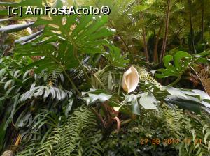 [P40] Floare si fruct de Filodendron » foto by pmanuela
 - 
<span class="allrVoted glyphicon glyphicon-heart hidden" id="av1009996"></span>
<a class="m-l-10 hidden" id="sv1009996" onclick="voting_Foto_DelVot(,1009996,4289)" role="button">șterge vot <span class="glyphicon glyphicon-remove"></span></a>
<a id="v91009996" class=" c-red"  onclick="voting_Foto_SetVot(1009996)" role="button"><span class="glyphicon glyphicon-heart-empty"></span> <b>LIKE</b> = Votează poza</a> <img class="hidden"  id="f1009996W9" src="/imagini/loader.gif" border="0" /><span class="AjErrMes hidden" id="e1009996ErM"></span>