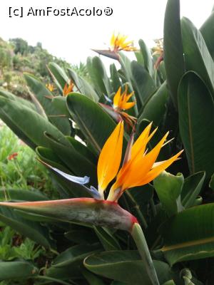 [P59] Strelitia, simbolul insulei » foto by pmanuela
 - 
<span class="allrVoted glyphicon glyphicon-heart hidden" id="av1010015"></span>
<a class="m-l-10 hidden" id="sv1010015" onclick="voting_Foto_DelVot(,1010015,4289)" role="button">șterge vot <span class="glyphicon glyphicon-remove"></span></a>
<a id="v91010015" class=" c-red"  onclick="voting_Foto_SetVot(1010015)" role="button"><span class="glyphicon glyphicon-heart-empty"></span> <b>LIKE</b> = Votează poza</a> <img class="hidden"  id="f1010015W9" src="/imagini/loader.gif" border="0" /><span class="AjErrMes hidden" id="e1010015ErM"></span>