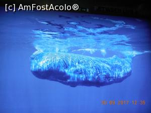 [P20] la Muzeul balenei » foto by pmanuela
 - 
<span class="allrVoted glyphicon glyphicon-heart hidden" id="av1137513"></span>
<a class="m-l-10 hidden" id="sv1137513" onclick="voting_Foto_DelVot(,1137513,4289)" role="button">șterge vot <span class="glyphicon glyphicon-remove"></span></a>
<a id="v91137513" class=" c-red"  onclick="voting_Foto_SetVot(1137513)" role="button"><span class="glyphicon glyphicon-heart-empty"></span> <b>LIKE</b> = Votează poza</a> <img class="hidden"  id="f1137513W9" src="/imagini/loader.gif" border="0" /><span class="AjErrMes hidden" id="e1137513ErM"></span>