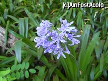 [P10] Gradina botanica: adusa din Africa de Sud, s-a adaptat bine la Madeira si o vedem peste tot » foto by Delight
 - 
<span class="allrVoted glyphicon glyphicon-heart hidden" id="av257387"></span>
<a class="m-l-10 hidden" id="sv257387" onclick="voting_Foto_DelVot(,257387,4289)" role="button">șterge vot <span class="glyphicon glyphicon-remove"></span></a>
<a id="v9257387" class=" c-red"  onclick="voting_Foto_SetVot(257387)" role="button"><span class="glyphicon glyphicon-heart-empty"></span> <b>LIKE</b> = Votează poza</a> <img class="hidden"  id="f257387W9" src="/imagini/loader.gif" border="0" /><span class="AjErrMes hidden" id="e257387ErM"></span>