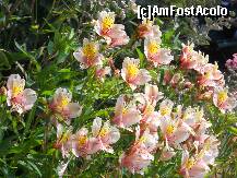 [P11] Gradina botanica: ce simtiti cand priviti asa ceva? » foto by Delight
 - 
<span class="allrVoted glyphicon glyphicon-heart hidden" id="av257391"></span>
<a class="m-l-10 hidden" id="sv257391" onclick="voting_Foto_DelVot(,257391,4289)" role="button">șterge vot <span class="glyphicon glyphicon-remove"></span></a>
<a id="v9257391" class=" c-red"  onclick="voting_Foto_SetVot(257391)" role="button"><span class="glyphicon glyphicon-heart-empty"></span> <b>LIKE</b> = Votează poza</a> <img class="hidden"  id="f257391W9" src="/imagini/loader.gif" border="0" /><span class="AjErrMes hidden" id="e257391ErM"></span>