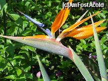[P09] Gradina botanica: Strelitzia sau Pasarea Paradisului simbolul insulei » foto by Delight
 - 
<span class="allrVoted glyphicon glyphicon-heart hidden" id="av257385"></span>
<a class="m-l-10 hidden" id="sv257385" onclick="voting_Foto_DelVot(,257385,4289)" role="button">șterge vot <span class="glyphicon glyphicon-remove"></span></a>
<a id="v9257385" class=" c-red"  onclick="voting_Foto_SetVot(257385)" role="button"><span class="glyphicon glyphicon-heart-empty"></span> <b>LIKE</b> = Votează poza</a> <img class="hidden"  id="f257385W9" src="/imagini/loader.gif" border="0" /><span class="AjErrMes hidden" id="e257385ErM"></span>