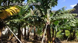 [P27] Madalena do Mar - plantatie bananieri » foto by elenaadina
 - 
<span class="allrVoted glyphicon glyphicon-heart hidden" id="av1315147"></span>
<a class="m-l-10 hidden" id="sv1315147" onclick="voting_Foto_DelVot(,1315147,4289)" role="button">șterge vot <span class="glyphicon glyphicon-remove"></span></a>
<a id="v91315147" class=" c-red"  onclick="voting_Foto_SetVot(1315147)" role="button"><span class="glyphicon glyphicon-heart-empty"></span> <b>LIKE</b> = Votează poza</a> <img class="hidden"  id="f1315147W9" src="/imagini/loader.gif" border="0" /><span class="AjErrMes hidden" id="e1315147ErM"></span>