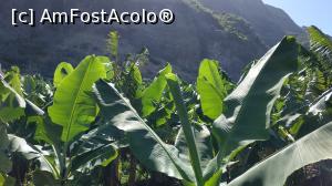 [P29] plantatie bananieri » foto by elenaadina
 - 
<span class="allrVoted glyphicon glyphicon-heart hidden" id="av1315149"></span>
<a class="m-l-10 hidden" id="sv1315149" onclick="voting_Foto_DelVot(,1315149,4289)" role="button">șterge vot <span class="glyphicon glyphicon-remove"></span></a>
<a id="v91315149" class=" c-red"  onclick="voting_Foto_SetVot(1315149)" role="button"><span class="glyphicon glyphicon-heart-empty"></span> <b>LIKE</b> = Votează poza</a> <img class="hidden"  id="f1315149W9" src="/imagini/loader.gif" border="0" /><span class="AjErrMes hidden" id="e1315149ErM"></span>