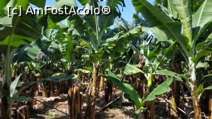 [P30] plantatie bananieri » foto by elenaadina
 - 
<span class="allrVoted glyphicon glyphicon-heart hidden" id="av1315150"></span>
<a class="m-l-10 hidden" id="sv1315150" onclick="voting_Foto_DelVot(,1315150,4289)" role="button">șterge vot <span class="glyphicon glyphicon-remove"></span></a>
<a id="v91315150" class=" c-red"  onclick="voting_Foto_SetVot(1315150)" role="button"><span class="glyphicon glyphicon-heart-empty"></span> <b>LIKE</b> = Votează poza</a> <img class="hidden"  id="f1315150W9" src="/imagini/loader.gif" border="0" /><span class="AjErrMes hidden" id="e1315150ErM"></span>