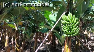 [P31] plantatie bananieri » foto by elenaadina
 - 
<span class="allrVoted glyphicon glyphicon-heart hidden" id="av1315151"></span>
<a class="m-l-10 hidden" id="sv1315151" onclick="voting_Foto_DelVot(,1315151,4289)" role="button">șterge vot <span class="glyphicon glyphicon-remove"></span></a>
<a id="v91315151" class=" c-red"  onclick="voting_Foto_SetVot(1315151)" role="button"><span class="glyphicon glyphicon-heart-empty"></span> <b>LIKE</b> = Votează poza</a> <img class="hidden"  id="f1315151W9" src="/imagini/loader.gif" border="0" /><span class="AjErrMes hidden" id="e1315151ErM"></span>