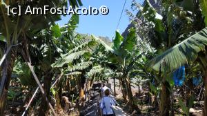 [P33] plantatie bananieri » foto by elenaadina
 - 
<span class="allrVoted glyphicon glyphicon-heart hidden" id="av1315153"></span>
<a class="m-l-10 hidden" id="sv1315153" onclick="voting_Foto_DelVot(,1315153,4289)" role="button">șterge vot <span class="glyphicon glyphicon-remove"></span></a>
<a id="v91315153" class=" c-red"  onclick="voting_Foto_SetVot(1315153)" role="button"><span class="glyphicon glyphicon-heart-empty"></span> <b>LIKE</b> = Votează poza</a> <img class="hidden"  id="f1315153W9" src="/imagini/loader.gif" border="0" /><span class="AjErrMes hidden" id="e1315153ErM"></span>