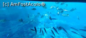 [P11] pesti, dorada, uneori baracuda » foto by elenaadina
 - 
<span class="allrVoted glyphicon glyphicon-heart hidden" id="av1325691"></span>
<a class="m-l-10 hidden" id="sv1325691" onclick="voting_Foto_DelVot(,1325691,4289)" role="button">șterge vot <span class="glyphicon glyphicon-remove"></span></a>
<a id="v91325691" class=" c-red"  onclick="voting_Foto_SetVot(1325691)" role="button"><span class="glyphicon glyphicon-heart-empty"></span> <b>LIKE</b> = Votează poza</a> <img class="hidden"  id="f1325691W9" src="/imagini/loader.gif" border="0" /><span class="AjErrMes hidden" id="e1325691ErM"></span>