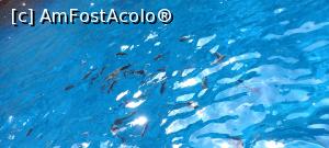 [P12] pesti la suprafata apei » foto by elenaadina
 - 
<span class="allrVoted glyphicon glyphicon-heart hidden" id="av1325692"></span>
<a class="m-l-10 hidden" id="sv1325692" onclick="voting_Foto_DelVot(,1325692,4289)" role="button">șterge vot <span class="glyphicon glyphicon-remove"></span></a>
<a id="v91325692" class=" c-red"  onclick="voting_Foto_SetVot(1325692)" role="button"><span class="glyphicon glyphicon-heart-empty"></span> <b>LIKE</b> = Votează poza</a> <img class="hidden"  id="f1325692W9" src="/imagini/loader.gif" border="0" /><span class="AjErrMes hidden" id="e1325692ErM"></span>