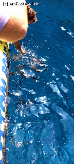 [P13] capitanul prinzand o dorada cu mainile » foto by elenaadina
 - 
<span class="allrVoted glyphicon glyphicon-heart hidden" id="av1325693"></span>
<a class="m-l-10 hidden" id="sv1325693" onclick="voting_Foto_DelVot(,1325693,4289)" role="button">șterge vot <span class="glyphicon glyphicon-remove"></span></a>
<a id="v91325693" class=" c-red"  onclick="voting_Foto_SetVot(1325693)" role="button"><span class="glyphicon glyphicon-heart-empty"></span> <b>LIKE</b> = Votează poza</a> <img class="hidden"  id="f1325693W9" src="/imagini/loader.gif" border="0" /><span class="AjErrMes hidden" id="e1325693ErM"></span>