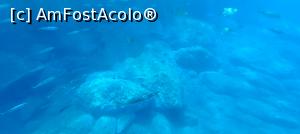 [P06] vedere sub apa » foto by elenaadina
 - 
<span class="allrVoted glyphicon glyphicon-heart hidden" id="av1325686"></span>
<a class="m-l-10 hidden" id="sv1325686" onclick="voting_Foto_DelVot(,1325686,4289)" role="button">șterge vot <span class="glyphicon glyphicon-remove"></span></a>
<a id="v91325686" class=" c-red"  onclick="voting_Foto_SetVot(1325686)" role="button"><span class="glyphicon glyphicon-heart-empty"></span> <b>LIKE</b> = Votează poza</a> <img class="hidden"  id="f1325686W9" src="/imagini/loader.gif" border="0" /><span class="AjErrMes hidden" id="e1325686ErM"></span>