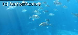 [P07] vedere sub apa » foto by elenaadina
 - 
<span class="allrVoted glyphicon glyphicon-heart hidden" id="av1325687"></span>
<a class="m-l-10 hidden" id="sv1325687" onclick="voting_Foto_DelVot(,1325687,4289)" role="button">șterge vot <span class="glyphicon glyphicon-remove"></span></a>
<a id="v91325687" class=" c-red"  onclick="voting_Foto_SetVot(1325687)" role="button"><span class="glyphicon glyphicon-heart-empty"></span> <b>LIKE</b> = Votează poza</a> <img class="hidden"  id="f1325687W9" src="/imagini/loader.gif" border="0" /><span class="AjErrMes hidden" id="e1325687ErM"></span>