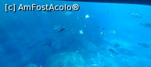 [P08] vedere sub apa » foto by elenaadina
 - 
<span class="allrVoted glyphicon glyphicon-heart hidden" id="av1325688"></span>
<a class="m-l-10 hidden" id="sv1325688" onclick="voting_Foto_DelVot(,1325688,4289)" role="button">șterge vot <span class="glyphicon glyphicon-remove"></span></a>
<a id="v91325688" class=" c-red"  onclick="voting_Foto_SetVot(1325688)" role="button"><span class="glyphicon glyphicon-heart-empty"></span> <b>LIKE</b> = Votează poza</a> <img class="hidden"  id="f1325688W9" src="/imagini/loader.gif" border="0" /><span class="AjErrMes hidden" id="e1325688ErM"></span>