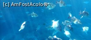 [P09] pesti, dorada, uneori baracuda » foto by elenaadina
 - 
<span class="allrVoted glyphicon glyphicon-heart hidden" id="av1325689"></span>
<a class="m-l-10 hidden" id="sv1325689" onclick="voting_Foto_DelVot(,1325689,4289)" role="button">șterge vot <span class="glyphicon glyphicon-remove"></span></a>
<a id="v91325689" class=" c-red"  onclick="voting_Foto_SetVot(1325689)" role="button"><span class="glyphicon glyphicon-heart-empty"></span> <b>LIKE</b> = Votează poza</a> <img class="hidden"  id="f1325689W9" src="/imagini/loader.gif" border="0" /><span class="AjErrMes hidden" id="e1325689ErM"></span>